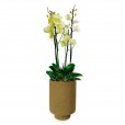 Orchids Planted in Vase Frescor da Natureza