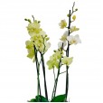 Orchids Planted in Vase Frescor da Natureza