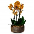 Gold Orchids  Ouro Divino