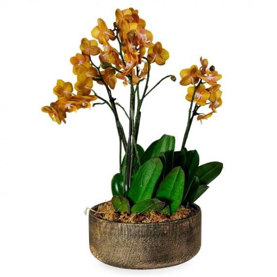 Gold Orchids  Ouro Divino