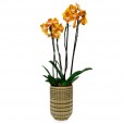 Gold Orchids in Ceramic Vase Ouro Luz