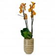 Gold Orchids in Ceramic Vase Ouro Luz