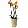 Gold Orchids in Ceramic Vase Ouro Luz