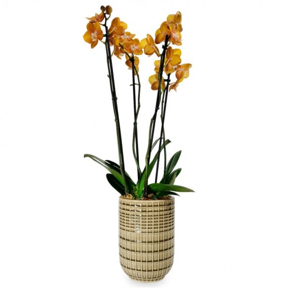 Orquídeas Gold em Vaso de Cerâmica Ouro Luz