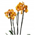 Gold Orchids in Ceramic Vase Ouro Luz