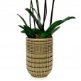 Gold Orchids in Ceramic Vase Ouro Luz