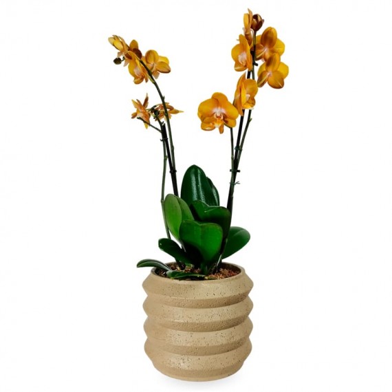 Orchids Gold Ouro Sol