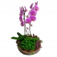 Intense Lilac Orchid