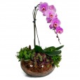 Intense Lilac Orchid