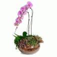 Intense Lilac Orchid