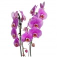 Intense Lilac Orchid