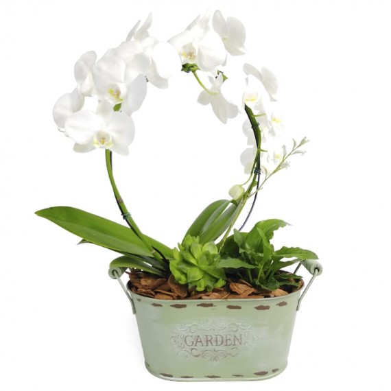 Medium Arch Orchid