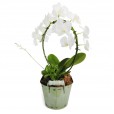 Medium Arch Orchid