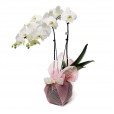 Cascade Orchid with 2 rods in Vase