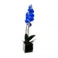 Orquídea Azul Phalaenopsis Plantada em vaso de vidro