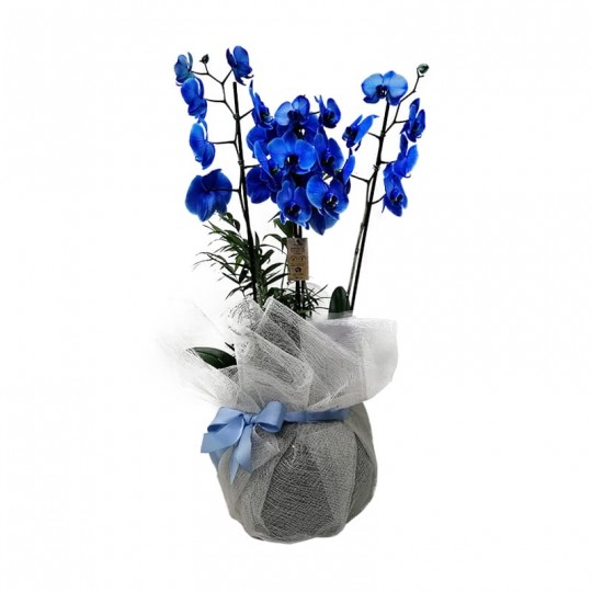 Blue Orchid in Large Glass Vase