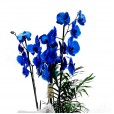 Blue Orchid in Large Glass Vase