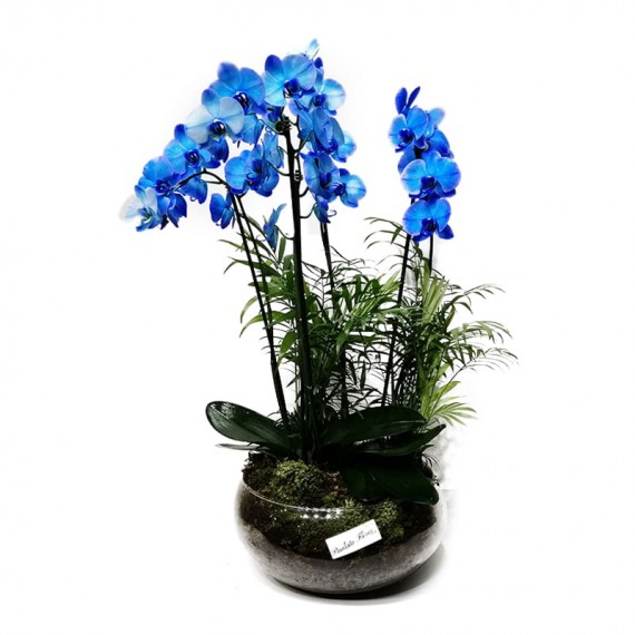 Orquídea Phalaenopsis Azul em Vaso Grande de Vidro - 4 hastes