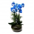 Blue Phalaenopsis Orchid in Large Glass Vase - 4 rods