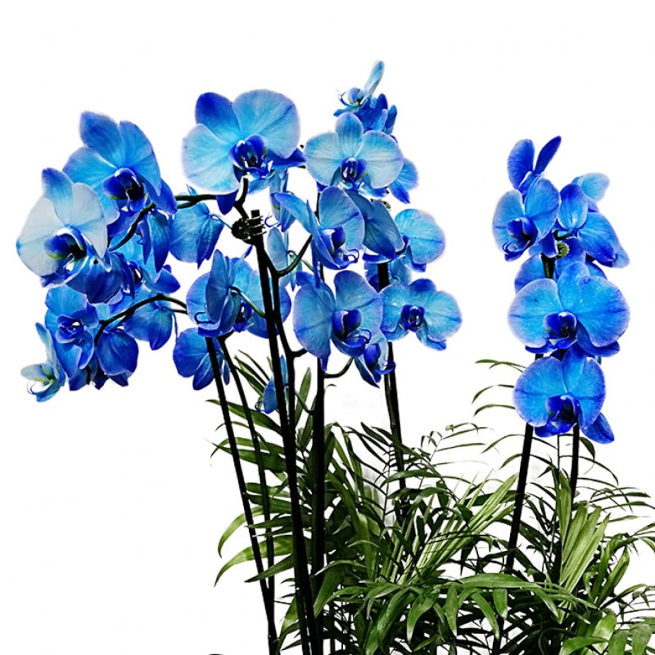 Blue Phalaenopsis Orchid in Large Glass Vase - 4 rods