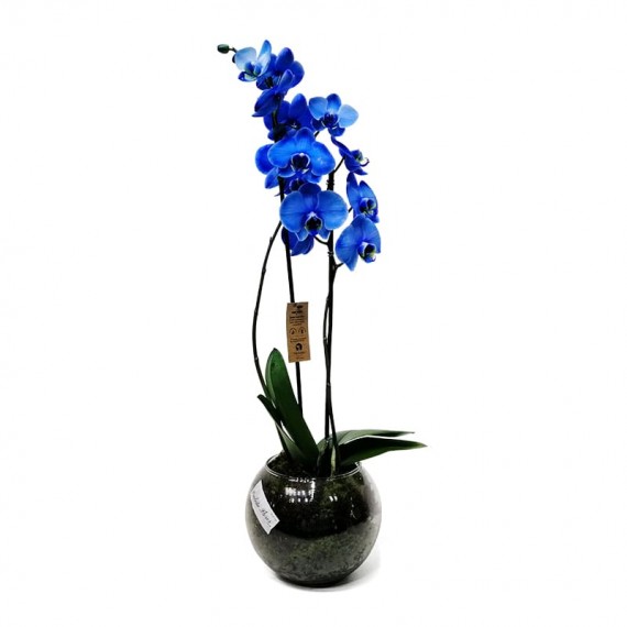 Orquídea Azul Phalaenopsis em Vaso de Vidro Redondo