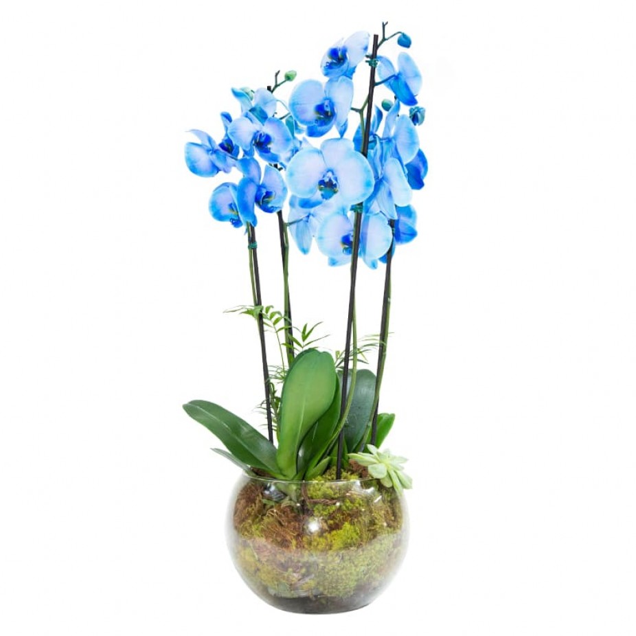 Orquídea Azul em Vaso Grande de Vidro com 4 hastes
