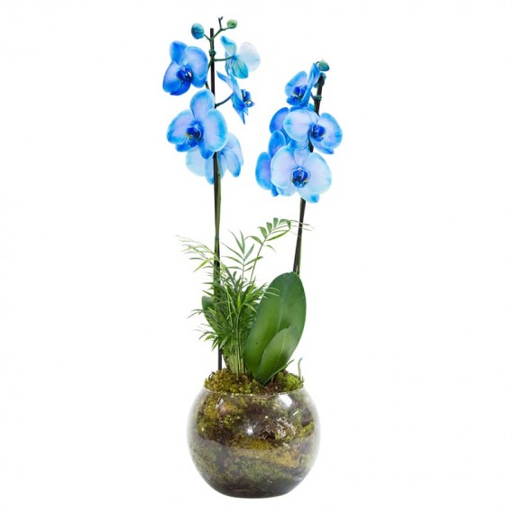 Orquídea Azul Phalaenopsis 2 em Vaso de Vidro Redondo