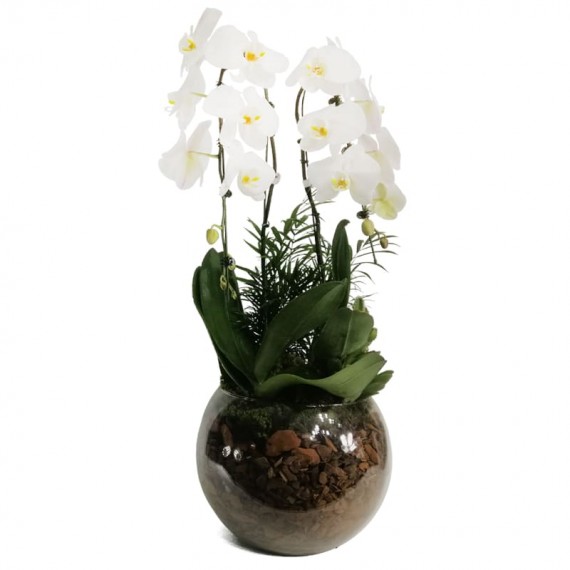 White Orchids in Round Glass Vase
