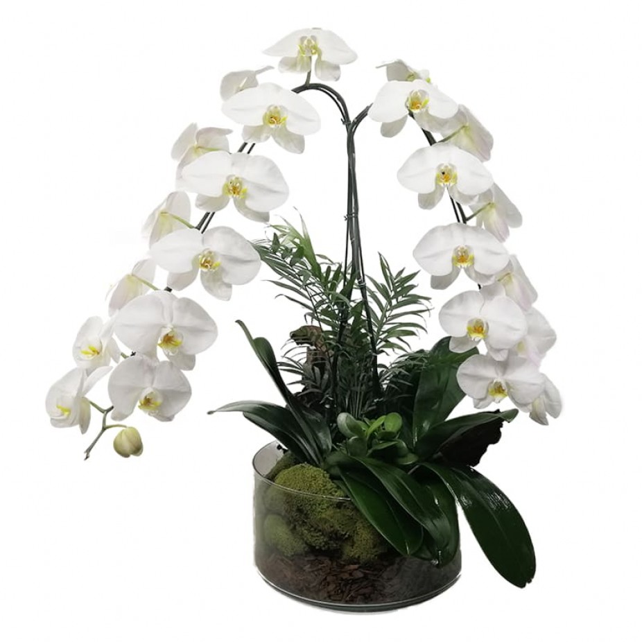 Arranjo Grande Orquidea Branca Phalaenopsis Cascata em vaso de vidro
