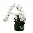 Large White Orchid Phalaenopsis Arrangement Waterfall in Glass Vase