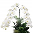 Large White Orchid Phalaenopsis Arrangement Waterfall in Glass Vase