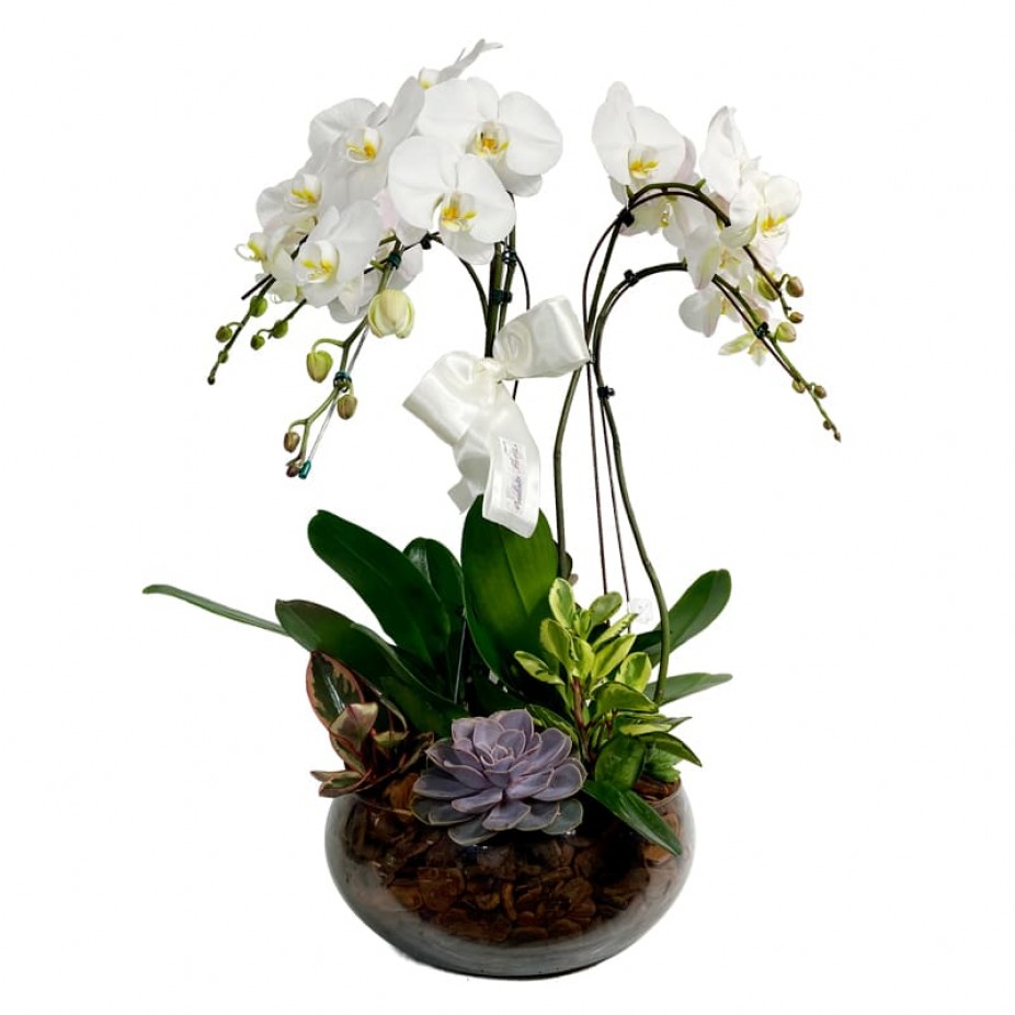 Arranjo Grande Orquídea Branca Plantada em vaso de vidro