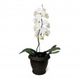 Orquídea Cascata Phalaenopsis Branca em vaso de Rattan Sintético