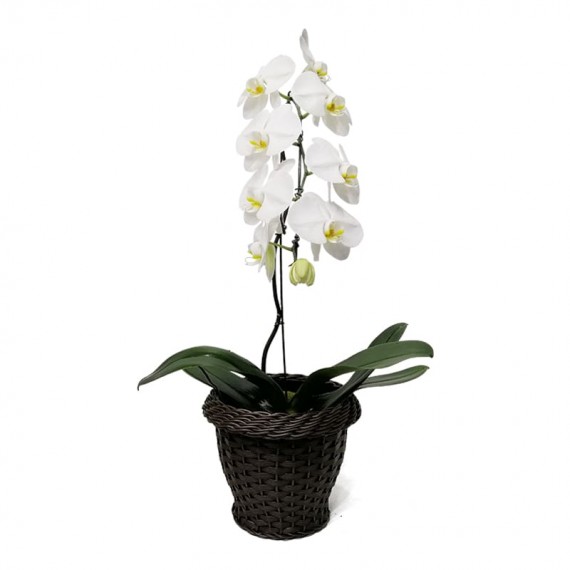 Orquídea Cascata Phalaenopsis Branca em vaso de Rattan Sintético