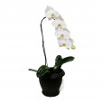Orquídea Cascata Phalaenopsis Branca em vaso de Rattan Sintético