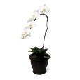 Orquídea Cascata Phalaenopsis Branca em vaso de Rattan Sintético