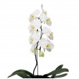 Orquídea Cascata Phalaenopsis Branca em vaso de Rattan Sintético
