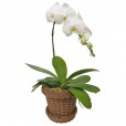 White Phalaenopsis Cascade Orchid in Light Synthetic Rattan Vase