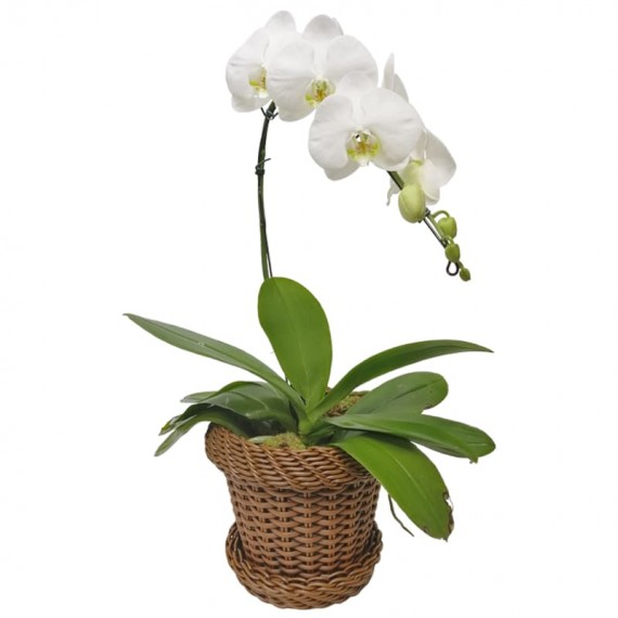 White Phalaenopsis Cascade Orchid in Light Synthetic Rattan Vase