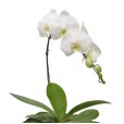 White Phalaenopsis Cascade Orchid in Light Synthetic Rattan Vase
