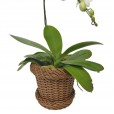White Phalaenopsis Cascade Orchid in Light Synthetic Rattan Vase