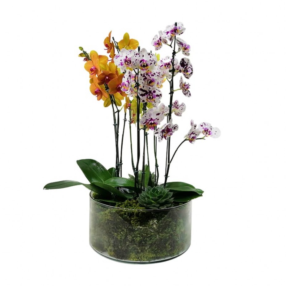 Arranjo Grande com 3 vasos de Orquídeas Plantadas em Vaso de Vidro