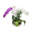 Arranjo Grande com 3 vasos de Orquídeas plantada em Vaso de Alumínio