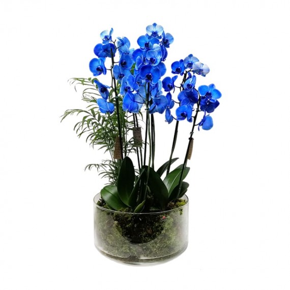 Large Blue Orchids Arrangement with 3 Potted Planting in Glass Pot