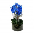 Large Blue Orchids Arrangement with 3 Potted Planting in Glass Pot