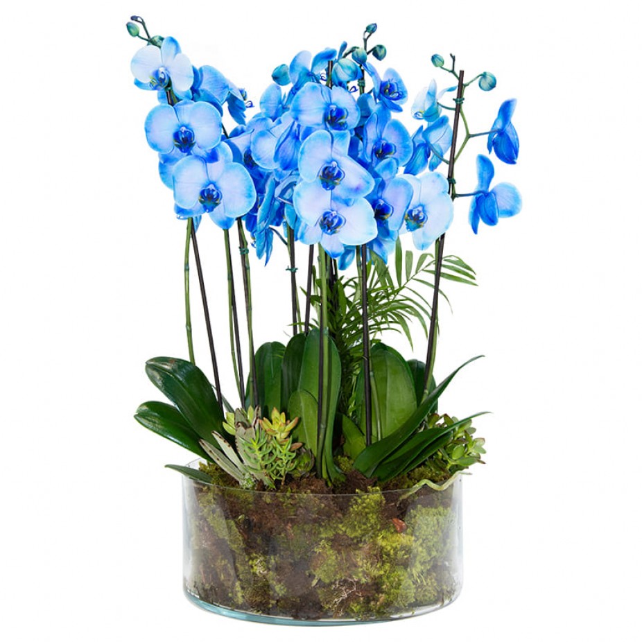 Orquídea Azul plantadas em Grande Vaso de Vidro