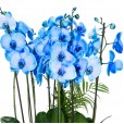 Blue Orchid planted in large glass vase