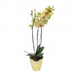 Orquídea Phalaenopsis Amarela