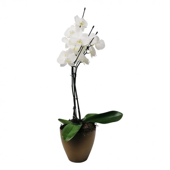 Orquídea Phalaenopsis Branca 