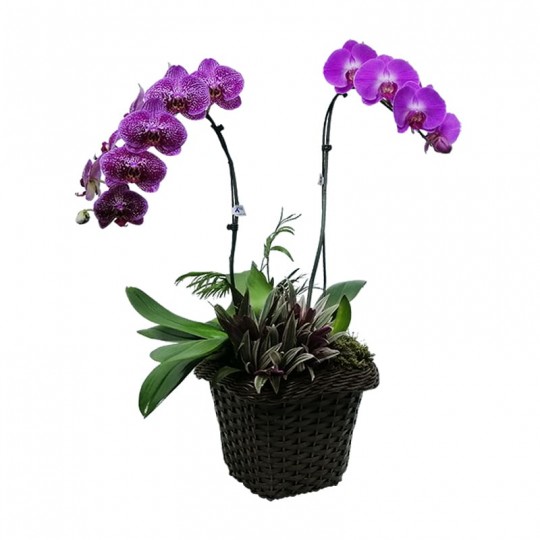 Orquídea Phalaenopsis Roxa em vaso de Rattan Sintético